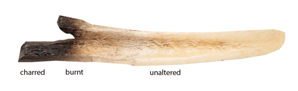 Bone Colour