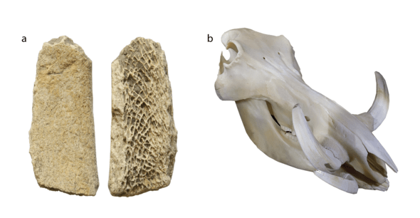 Bone Surface