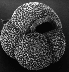 Foraminifera