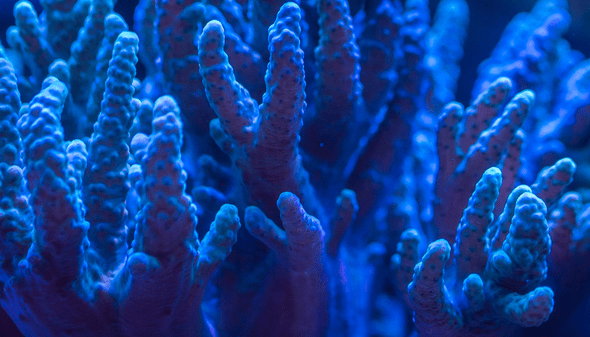 corals